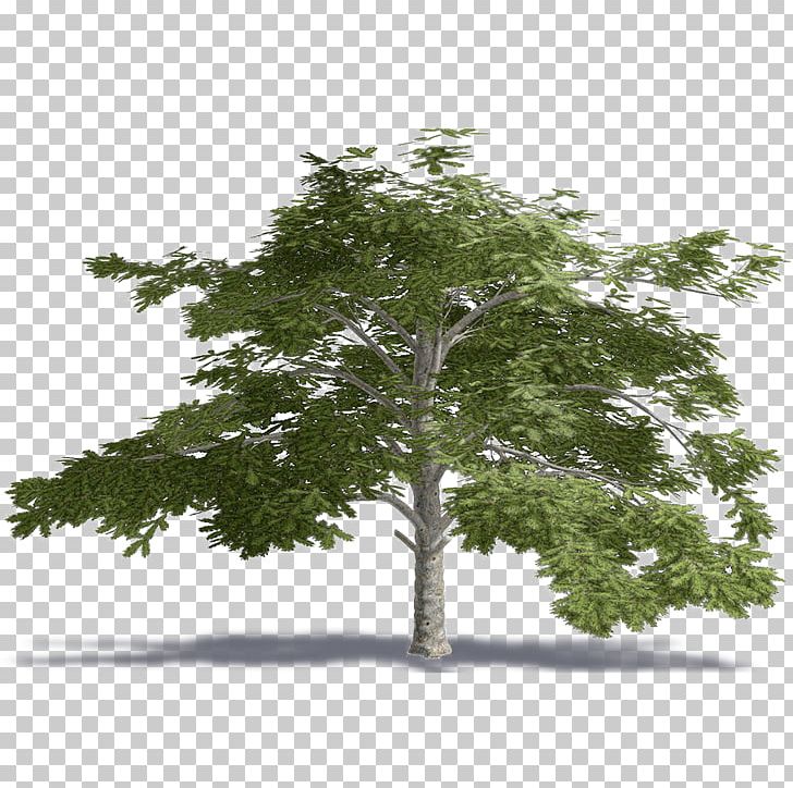 Lebanon Cedrus Libani Tree Plant .dwg PNG, Clipart, Archicad, Artlantis, Autocad, Autocad Dxf, Autodesk Revit Free PNG Download