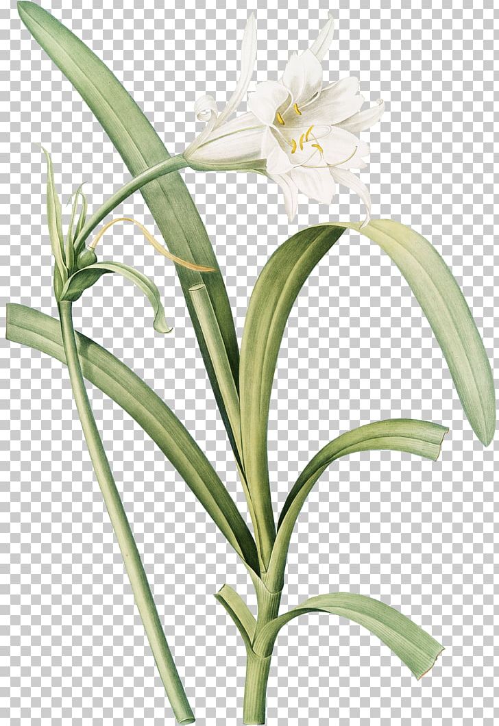 Beach Spider Lily Lithography Art Cut Flowers PNG, Clipart, Amaryllis Family, Art, Collage, Cut Flowers, Fine Art Free PNG Download