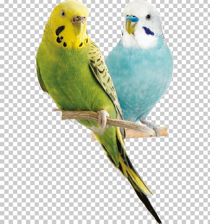 Budgerigar Parrot Bird Cockatiel Parakeet PNG, Clipart, Animals, Balli, Beak, Bird, Bird Food Free PNG Download