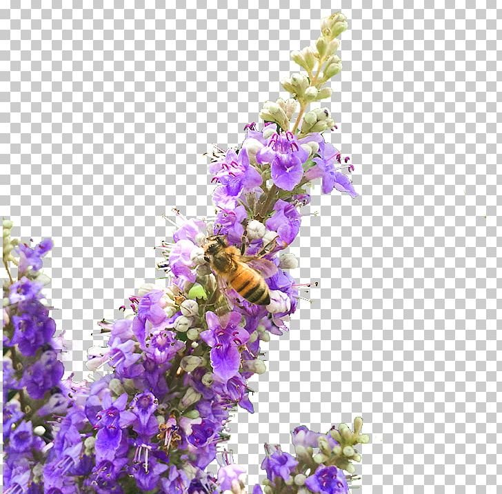English Lavender Tincture Chaste Tree Extract Holy Basil PNG, Clipart, Adaptogen, Alcohol, Asian Pigeonwings, Basil, Chaste Tree Free PNG Download