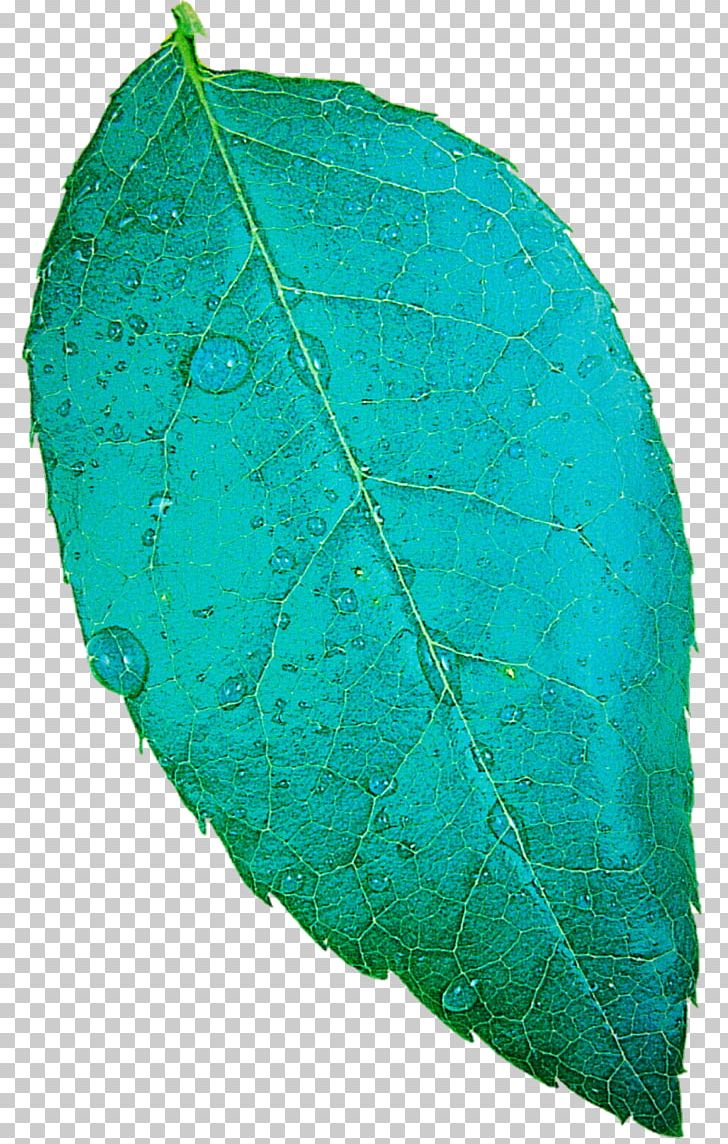 Green Leaf Succulent Plant PNG, Clipart, Blue, Clip Art, Deviantart, Download, Green Free PNG Download