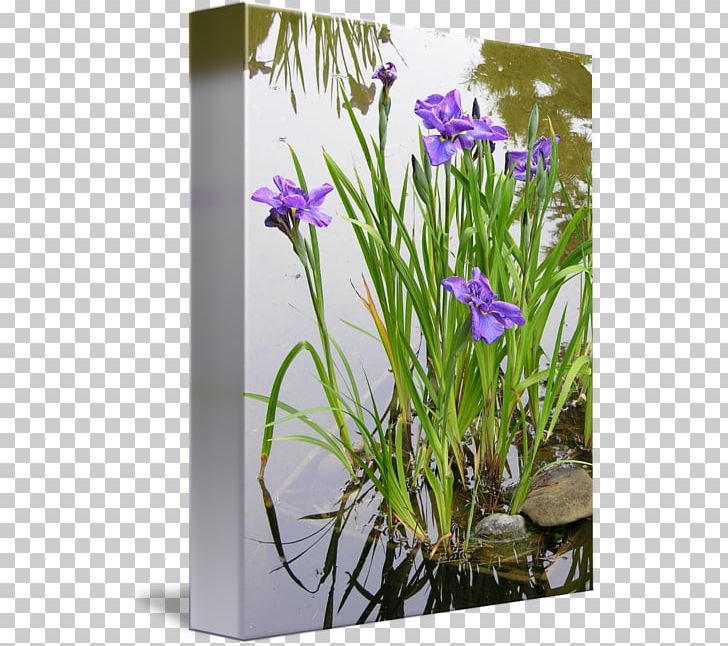 Iris Pseudacorus Aquatic Plants Water Garden PNG, Clipart, Aquatic Plants, Bellflower Family, Flora, Flower, Flowering Plant Free PNG Download
