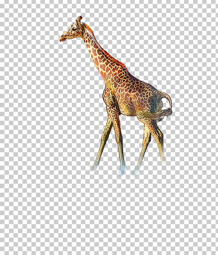 Northern Giraffe Icon PNG, Clipart, Animal, Animals, Cartoon Giraffe, Cute Giraffe, Download Free PNG Download