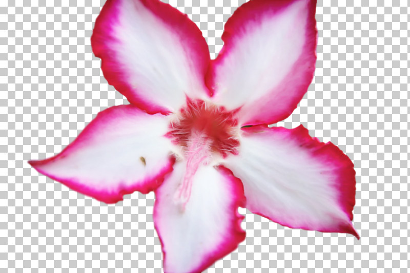 Rose PNG, Clipart, Azalea, Biology, Family, Flora, Flower Free PNG Download