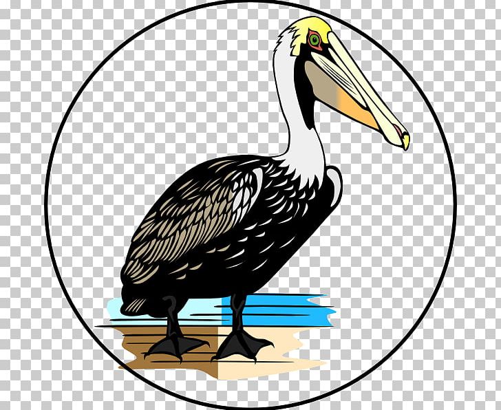Bird American White Pelican PNG, Clipart, American White Pelican, Animals, Artwork, Beak, Bird Free PNG Download
