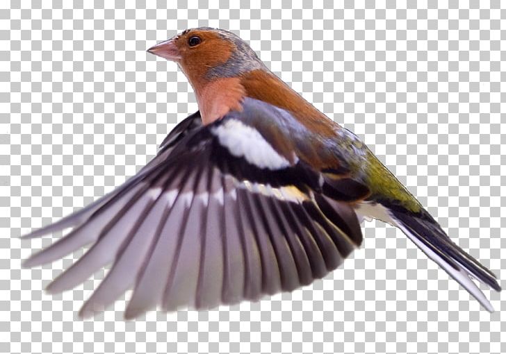 Common Chaffinch Bird European Robin Norfolk Island PNG, Clipart, Animals, Anthony, Australia, Beak, Bird Free PNG Download