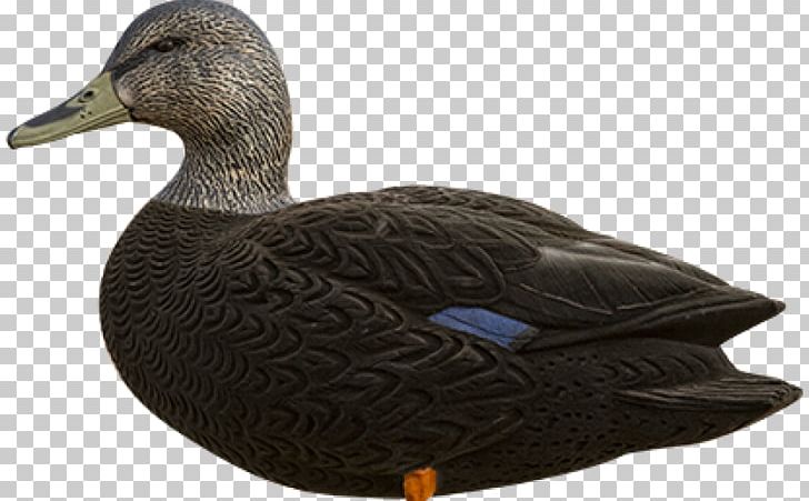Mallard American Black Duck Duck Decoy PNG, Clipart, Animals, Avian, Beak, Bird, Black Duck Free PNG Download