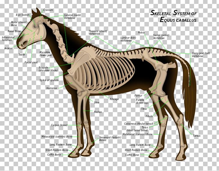 Skeletal System Of The Horse Skeleton Bone Equine Anatomy PNG, Clipart, Anatomy, Animals, Axial Skeleton, Bone, Equine Free PNG Download