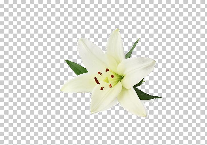 Wild Atlantic Way PNG, Clipart, Embryophyta, Flower, Flowering Plant, Liliales, Lilie Free PNG Download
