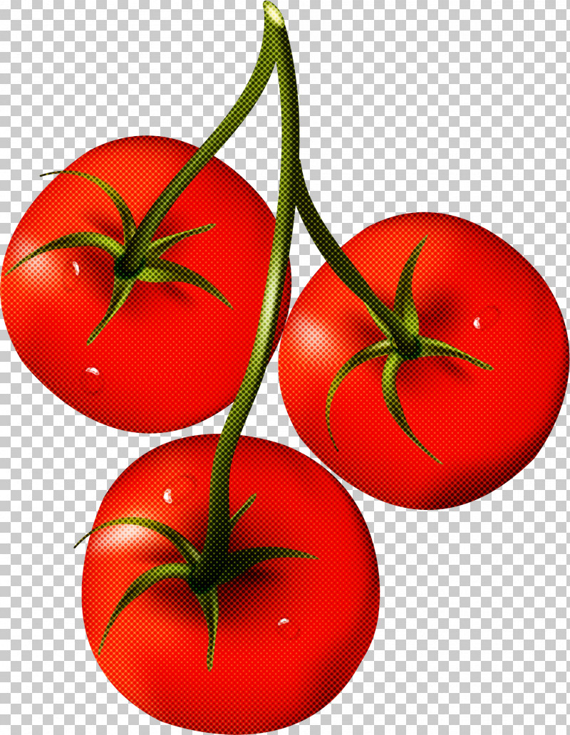 Tomato PNG, Clipart, Bush Tomato, Cherry Tomatoes, Datterino Tomato, Fruit, Heirloom Tomato Free PNG Download