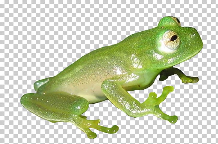 American Bullfrog True Frog Common Frog Edible Frog PNG, Clipart, American Bullfrog, Amphibian, Animal Figure, Animals, Bullfrog Free PNG Download