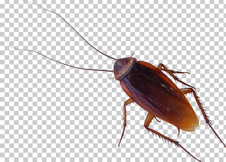 Cockroach Mosquito Pest Control Ant PNG, Clipart, American Cockroach, Animals, Ant, Arthropod, Beetle Free PNG Download
