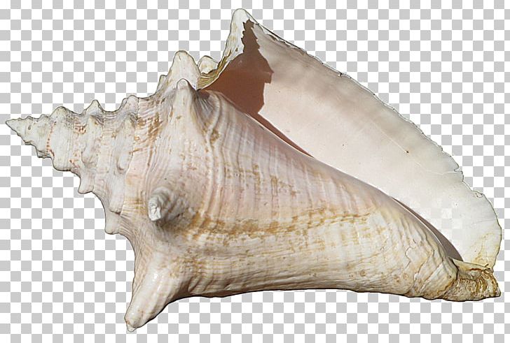 Conch Portable Network Graphics Desktop Seashell PNG, Clipart, Clams Oysters Mussels And Scallops, Cockle, Conch, Conchology, Conch Piercing Free PNG Download
