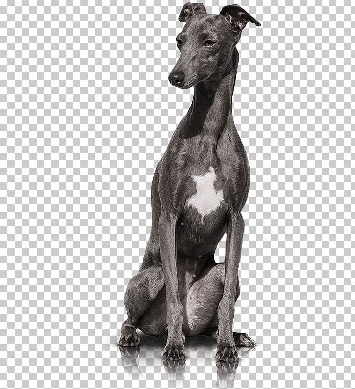 Italian Greyhound Whippet Spanish Greyhound Sloughi PNG, Clipart, Animal Sports, Black And White, Breed, Carnivoran, Dog Free PNG Download