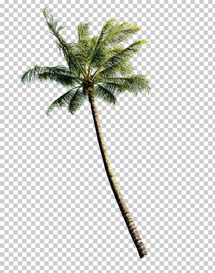 Coconut Euclidean Tree PNG, Clipart, Arecaceae, Arecales, Branch, Chart, Coconut Free PNG Download