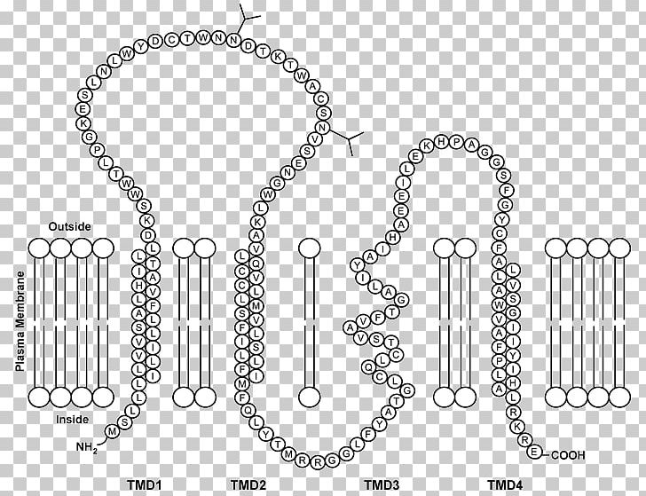 Necklace Material Chain Body Jewellery PNG, Clipart, Black And White, Body Jewellery, Body Jewelry, Brand, Chain Free PNG Download