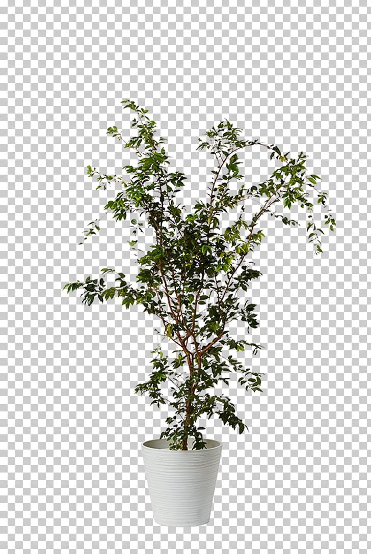 Proteas Houseplant Myrtle Family Dwarf Umbrella Tree PNG, Clipart, Araliaceae, Branch, Evergreen, Flowerpot, Food Drinks Free PNG Download