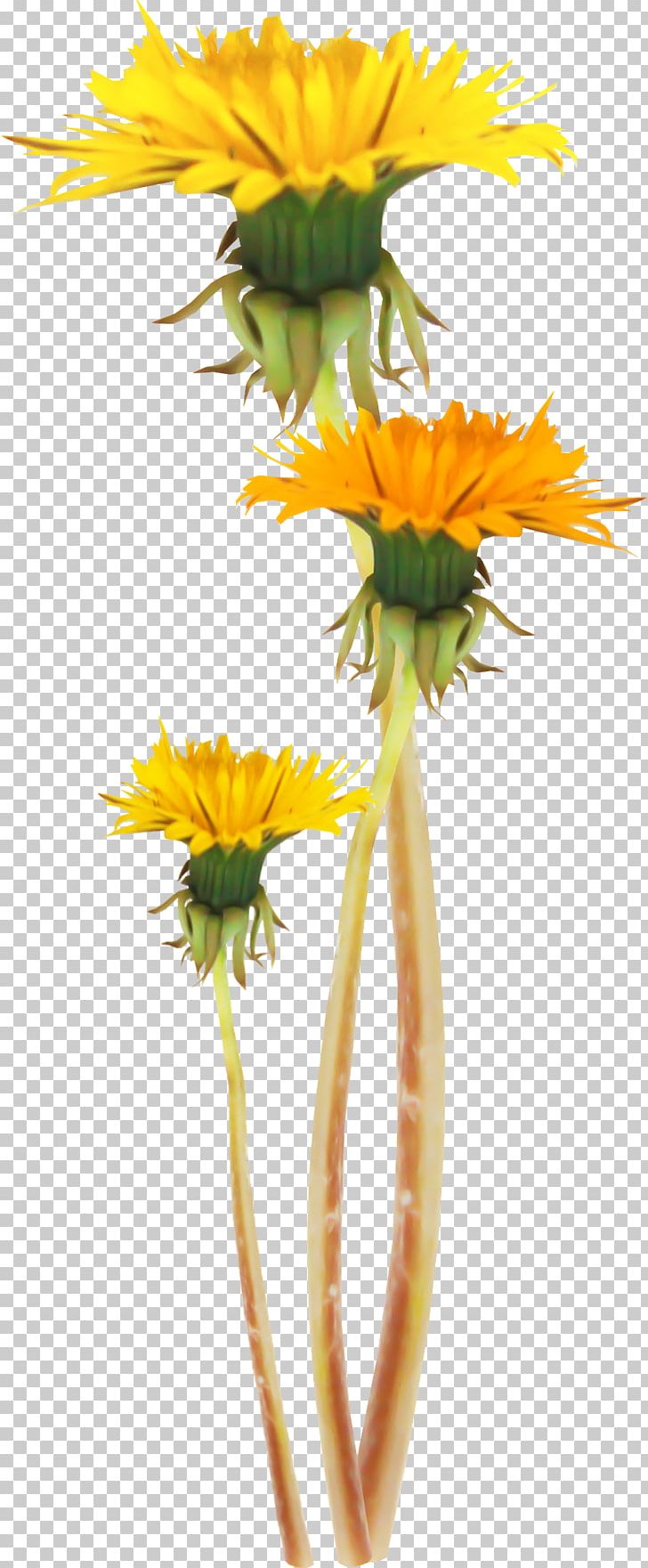 Dandelion Flower Yellow PNG, Clipart, Clip Art, Computer Icons, Daisy, Daisy Family, Dandelion Free PNG Download