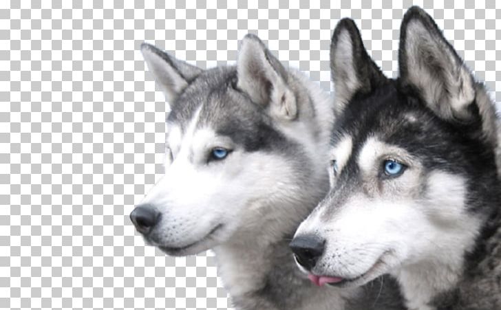 Miniature Siberian Husky Alaskan Klee Kai Puppy Alaskan Husky PNG, Clipart, Animal, Animals, Carnivoran, Desktop Wallpaper, Dog Breed Free PNG Download