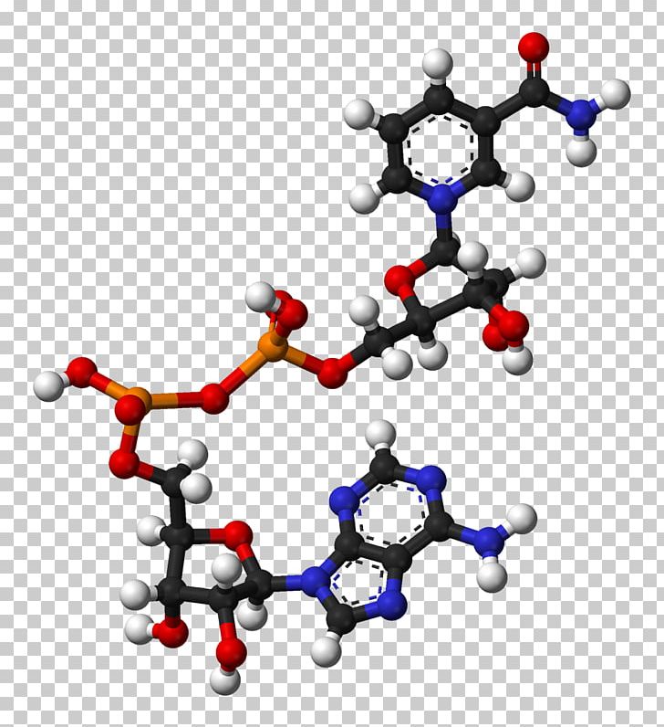 Nicotinamide Adenine Dinucleotide Dietary Supplement Coenzyme Flavin Adenine Dinucleotide PNG, Clipart, 3 D, Adenin, Adenine, Cofactor, Dietary Supplement Free PNG Download