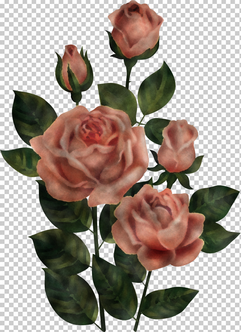 Garden Roses PNG, Clipart, Artificial Flower, Branch, Bud, Camellia, Cut Flowers Free PNG Download