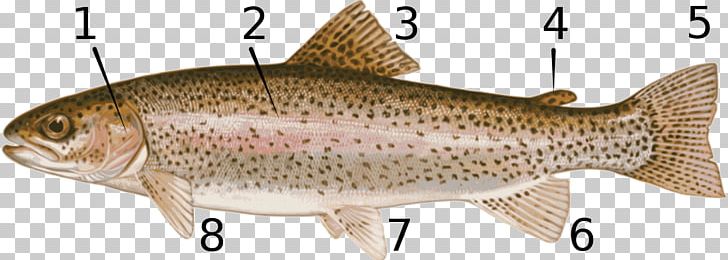 Brook Trout Fish Rio Grande Cutthroat Trout Eagle Lake Trout PNG, Clipart, Animal Figure, Animals, Bony Fish, Brook Trout, Common Rudd Free PNG Download