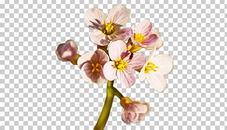 Flower Spring PNG, Clipart, Blossom, Branch, Cherry Blossom, Clip Art, Computer Icons Free PNG Download