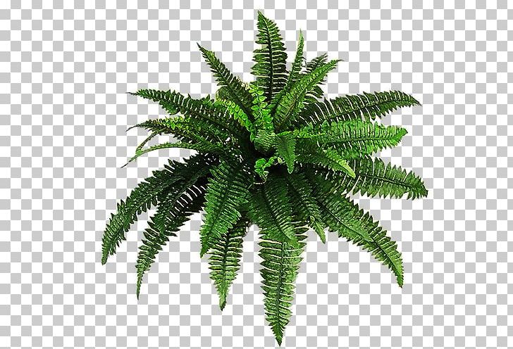 Plant PNG, Clipart, Artificial Grass, Creative, Creative Grass, Fern, Ferns And Horsetails Free PNG Download