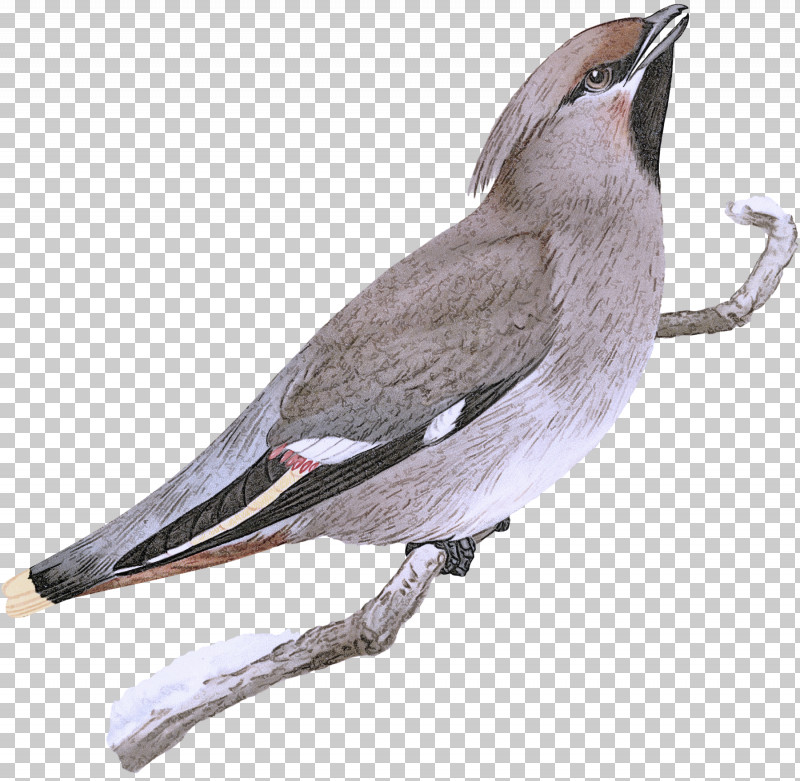 Bird Beak Waxwing Perching Bird PNG, Clipart, Beak, Bird, Perching Bird, Waxwing Free PNG Download