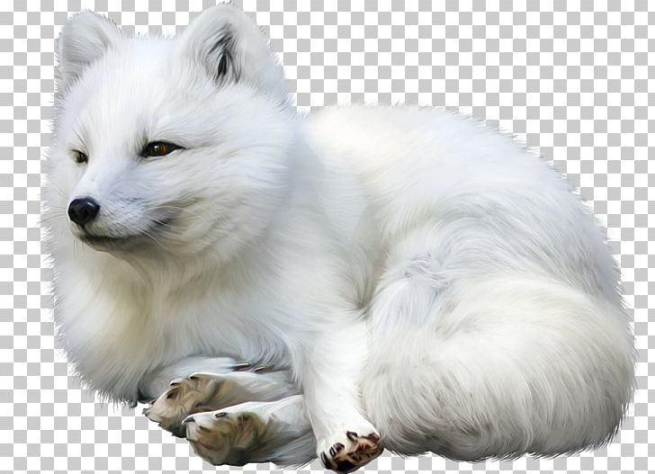 Arctic Fox Gray Wolf Idea Champagne PNG, Clipart, Animal, Animals, Arctic Fox, Blog, Carnivoran Free PNG Download