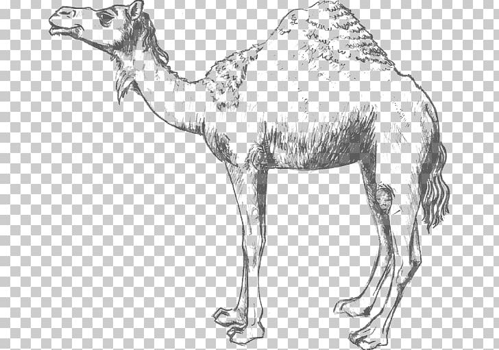 Dromedary Wildlife Pack Animal Morocco PNG, Clipart, Animal, Animal Figure, Arabian Camel, Artwork, Black Free PNG Download