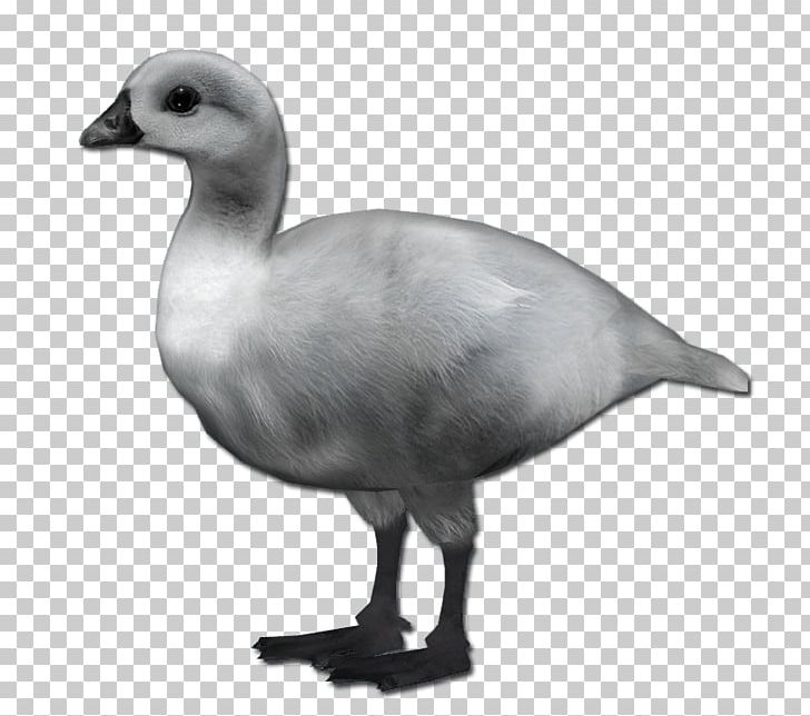 Duck Goose Fowl Beak Neck PNG, Clipart, Beak, Bird, Black And White, Duck, Ducks Geese And Swans Free PNG Download