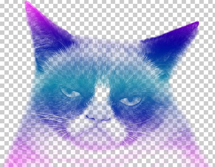 Grumpy Cat Sphynx Cat Lolcat Cats And The Internet Internet Meme PNG, Clipart, Blue, Carnivoran, Cat, Cat Breed, Cat Like Mammal Free PNG Download
