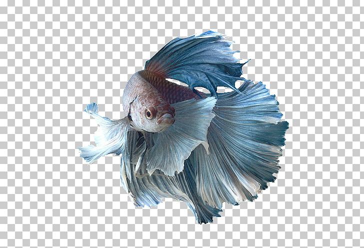 Siamese Fighting Fish Aquarium Breed Goldfish PNG, Clipart, Animals, Aquarium, Betta, Blue, Breed Free PNG Download