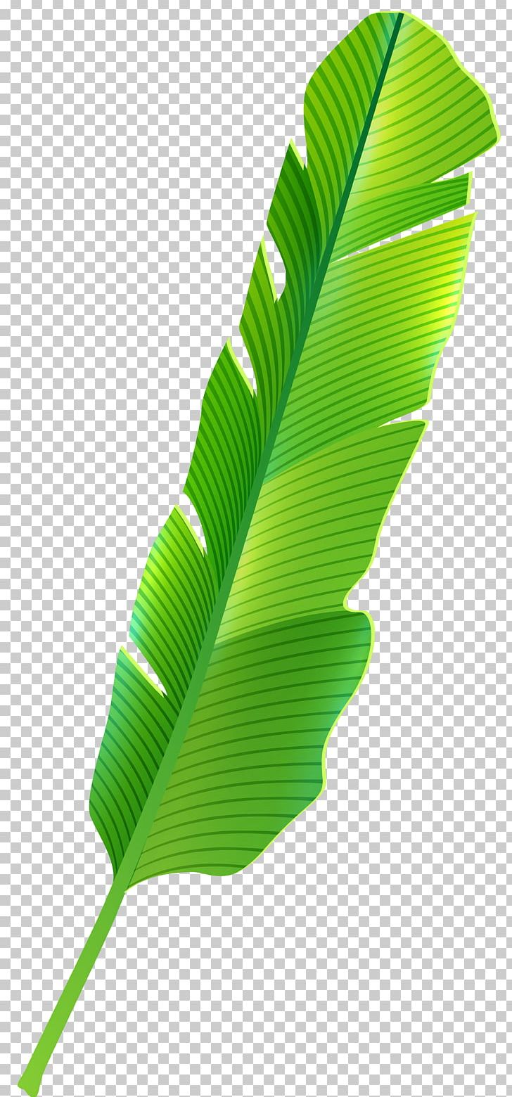 Tropics Leaf PNG, Clipart, Autumn Leaf Color, Banana Leaf, Download, Drawing, Encapsulated Postscript Free PNG Download