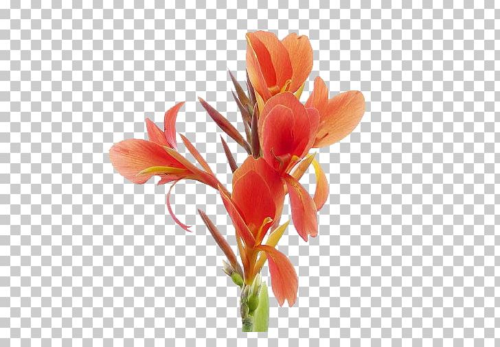 Canna Indica Flower Petal Stamen Plant Stem PNG, Clipart, Alstroemeriaceae, Beautiful, Beautiful Flowers, Big, Big Flower Free PNG Download