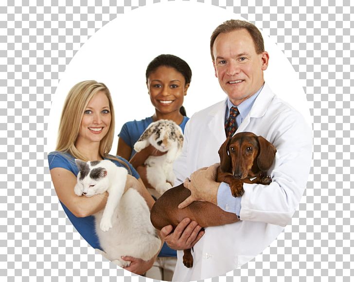 Cat Veterinarian Pet Labrador Retriever Veterinary Medicine PNG, Clipart, Animals, Carnivoran, Companion Dog, Dog, Dog Breed Free PNG Download