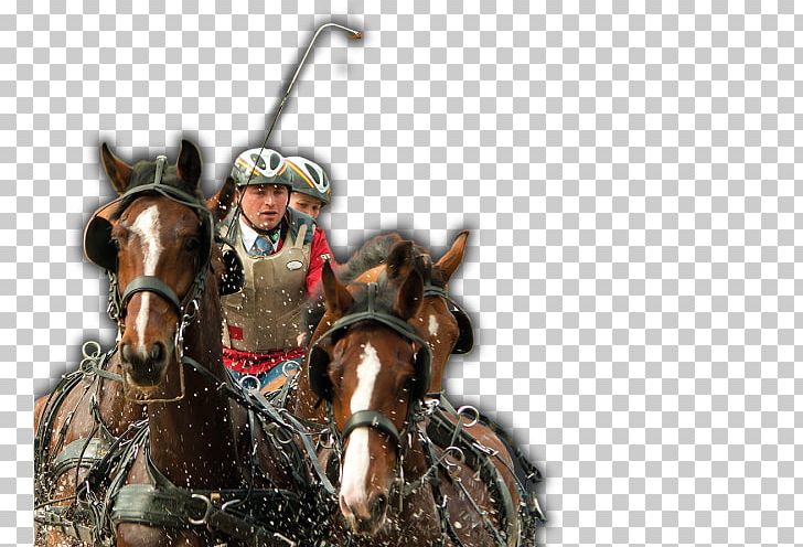 Horse Harnesses Chariot Harness Racing PNG, Clipart, Animals, Chariot, Fleck, Harness Racing, Horse Free PNG Download