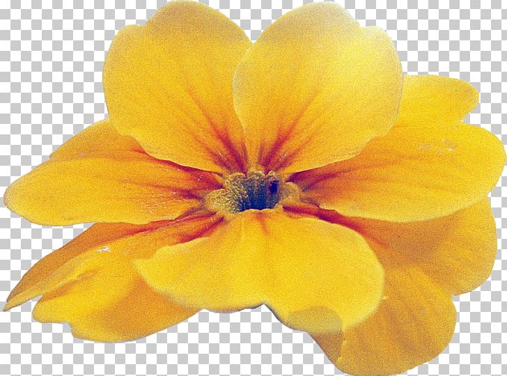 Primrose Wildflower Close-up Violet Family PNG, Clipart, Annual Plant, Closeup, Family, Flower, Flowering Plant Free PNG Download