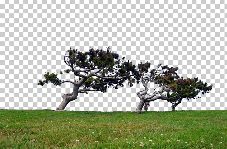 Stock Photography PNG, Clipart, Art, Branch, Creative Pines, Deviantart, Fruit Tree Free PNG Download