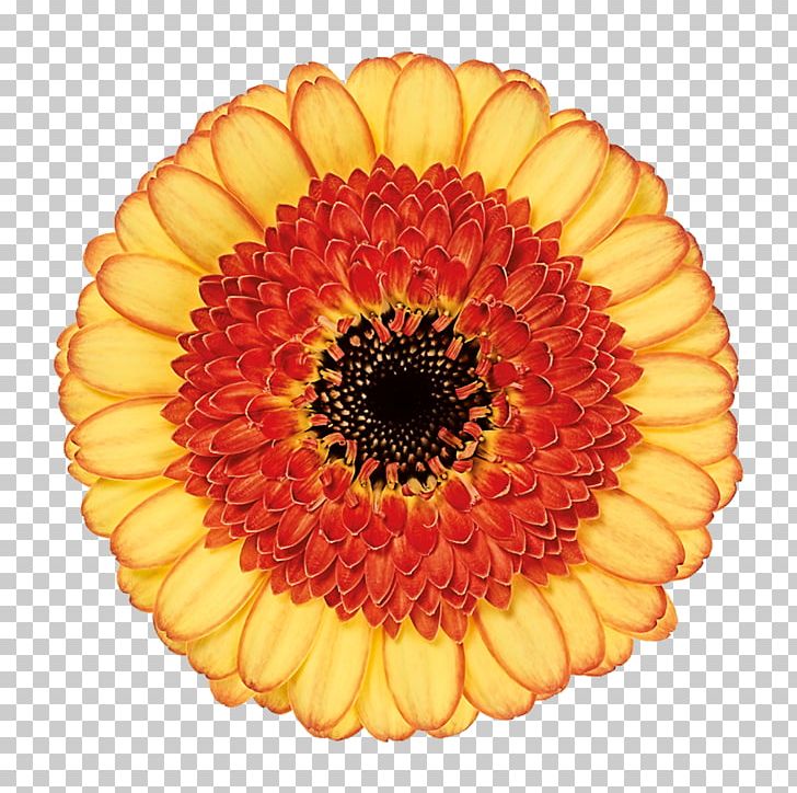 Transvaal Daisy Cut Flowers Melii Bk Woe Mini PNG, Clipart, Calendula, Chrysanthemum, Chrysanths, Common Daisy, Cut Flowers Free PNG Download