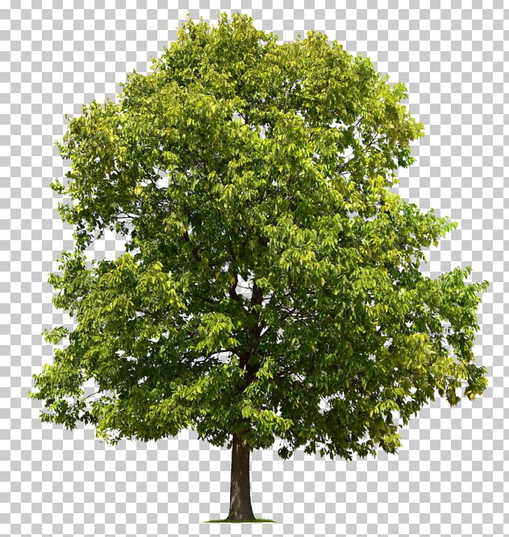 Tree Oak Forest Stock Photography PNG, Clipart, Branch, Elm, Elm Tree, Evergreen, Forest Free PNG Download