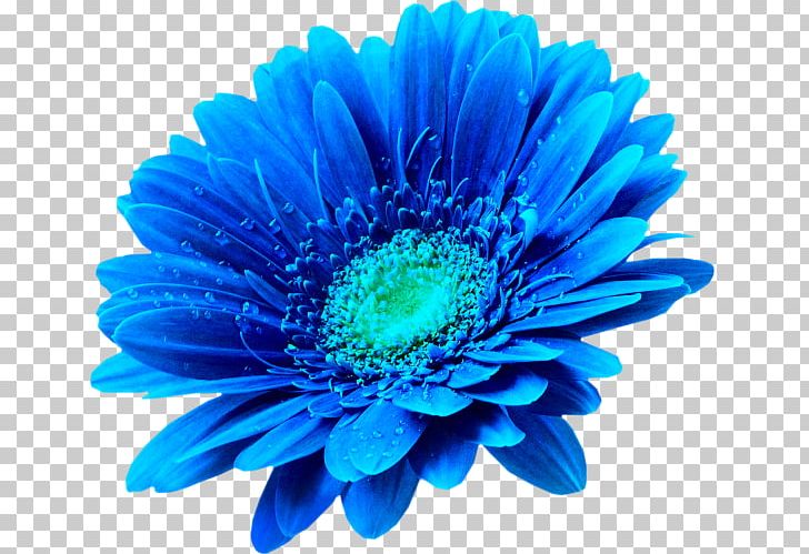 Flower Photography PNG, Clipart, Anemone, Annual Plant, Art, Aster, Blue Free PNG Download