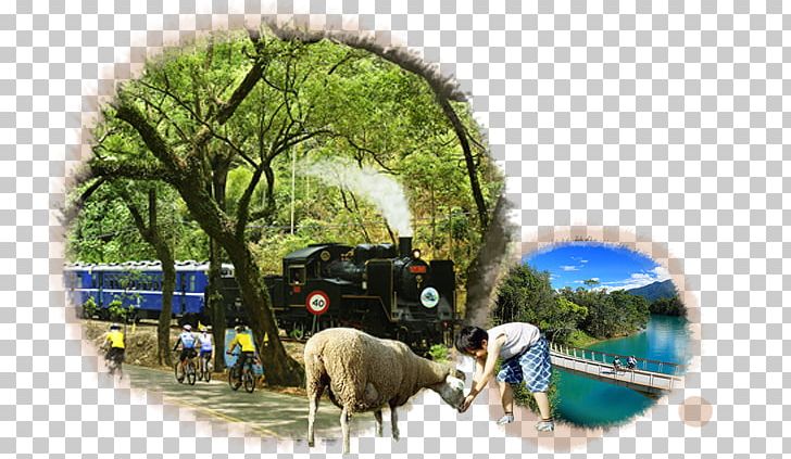 Sheep Tourism PNG, Clipart, Grass, Livestock, Plant, Sheep, Taiwan Travel Free PNG Download