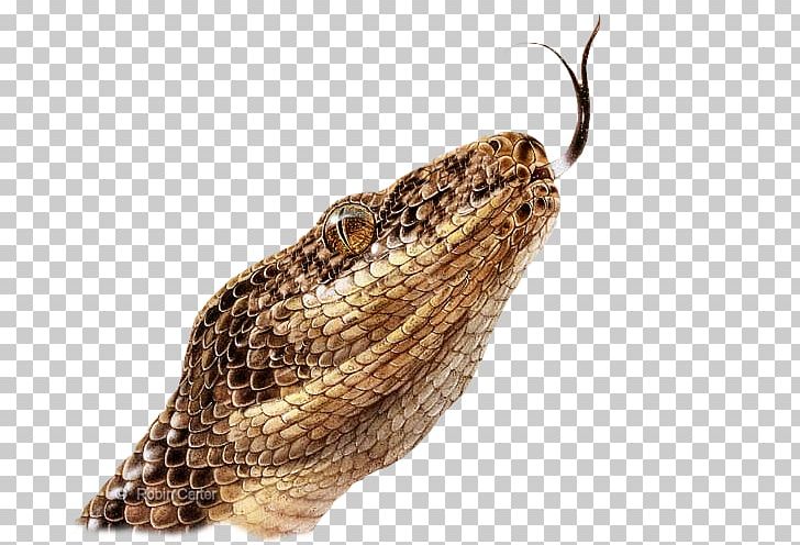 Snakehead Vipers Reptile PNG, Clipart, Anaconda, Animal, Animals, Cobra, Computer Icons Free PNG Download