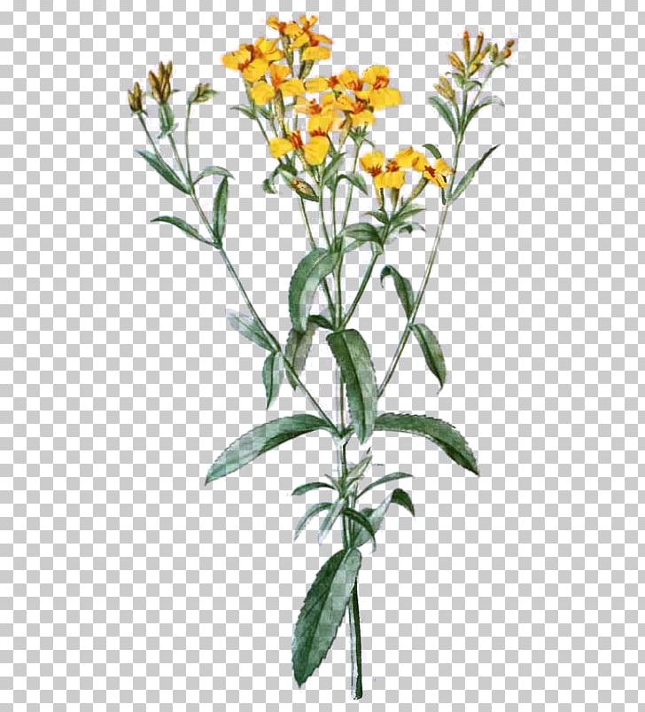 Tagetes Lucida Cut Flowers Drawing PNG, Clipart, Cav, Cut Flowers, Dahlia, Drawing, Fleur Free PNG Download