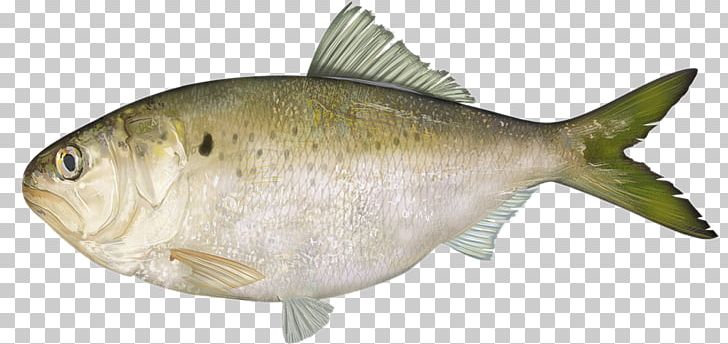 Weakfish Milkfish Fishing Spotted Seatrout Striped Bass PNG, Clipart, Angling, Animal Figure, Bait, Bony Fish, Carp Free PNG Download