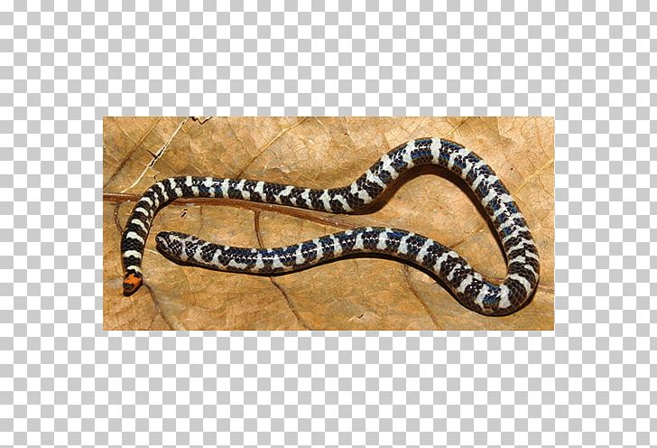 Boa Constrictor Kingsnakes Reptile Cylindrophis Ruffus PNG, Clipart, Anilius, Animals, Antonyms, Atractaspis Bibronii, Black Pipe Snake Free PNG Download