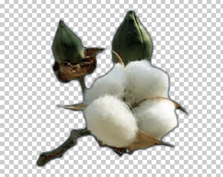 Gossypium Hirsutum Cottonseed Oil Cottonseed Oil Textile PNG, Clipart, Agriculture, Bt Cotton, Cotton, Cottonseed, Cottonseed Oil Free PNG Download