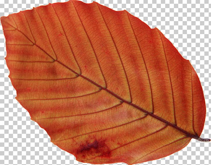 Photography Leaf Tree PNG, Clipart, Autumn, Beech, Download, Getty Images, Leaf Free PNG Download